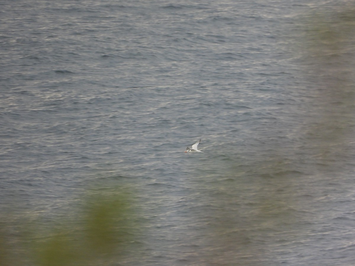 rybák královský - ML632970881