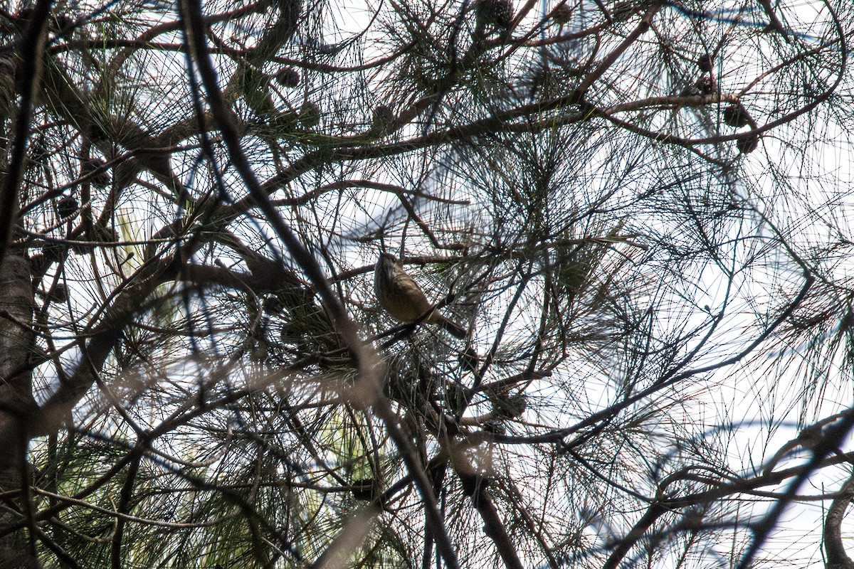 Brown Thornbill - ML632970882