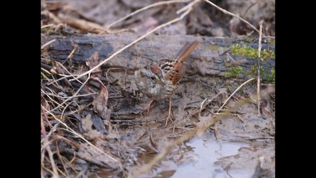 Swamp Sparrow - ML632970902