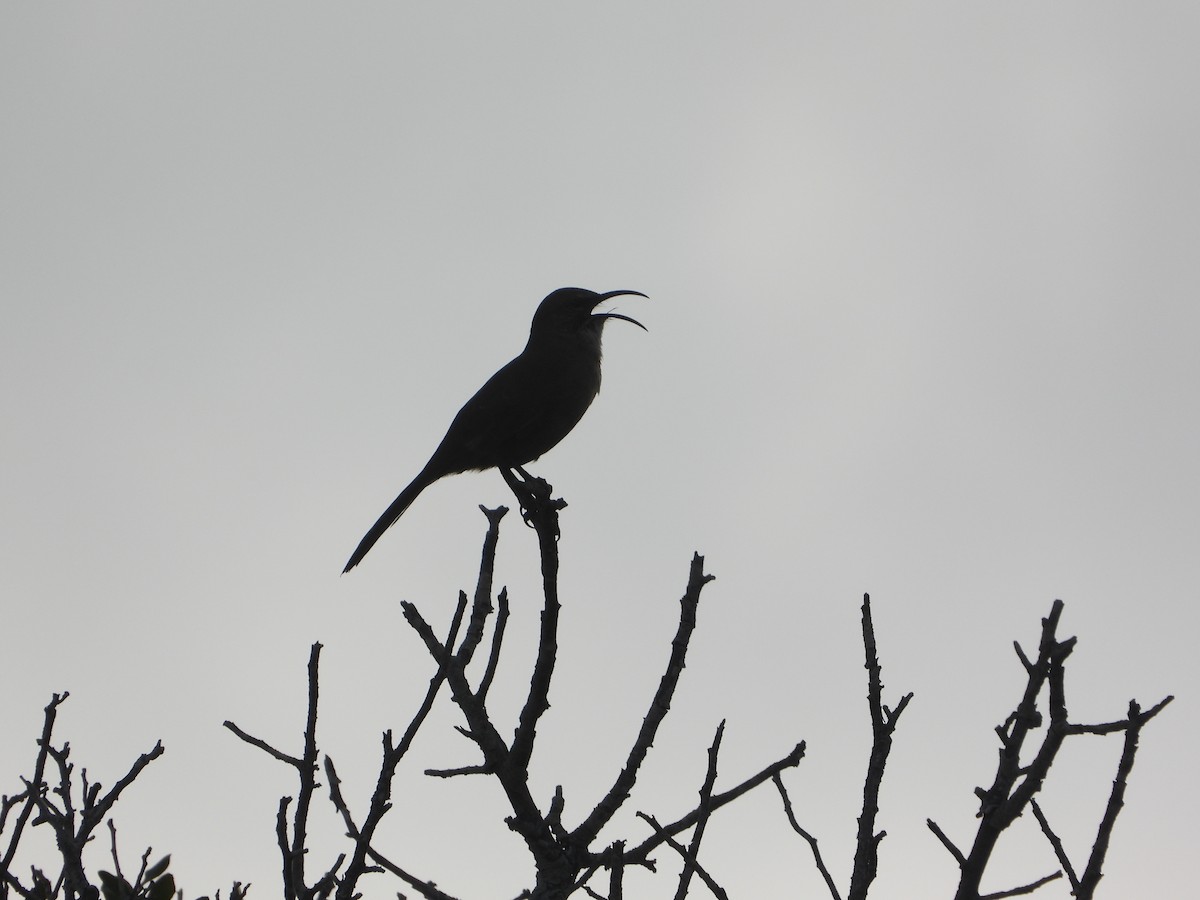 drozdec kalifornský - ML632970945