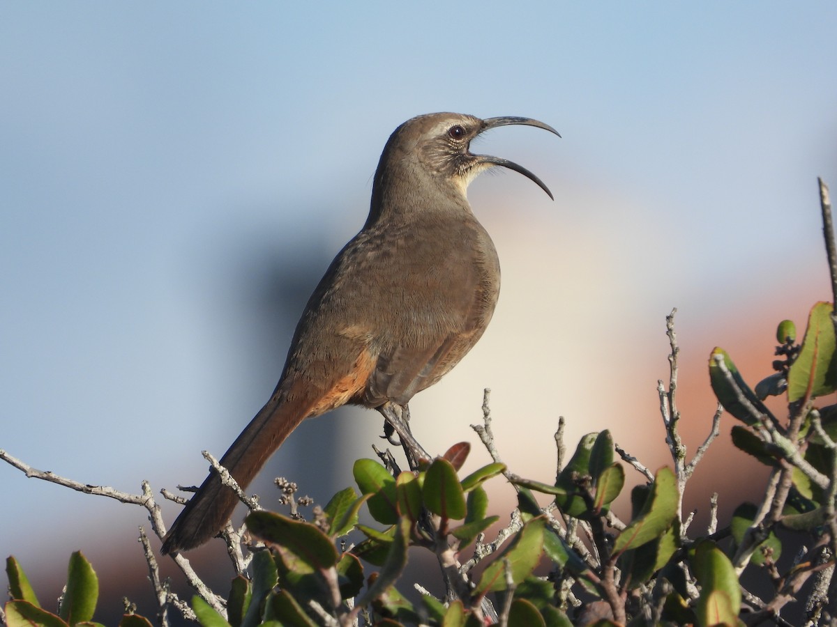 drozdec kalifornský - ML632970949