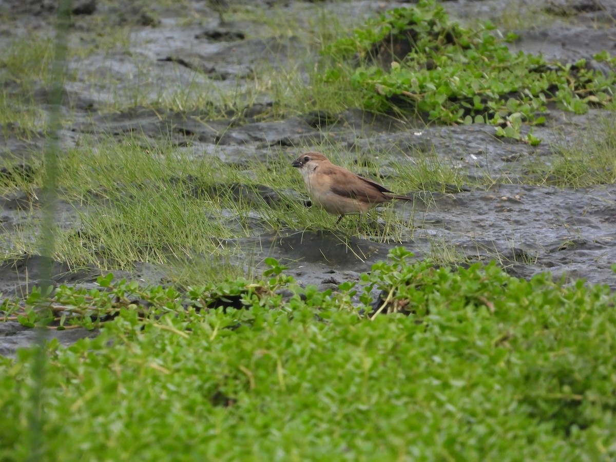 panenka muškátová - ML632971027