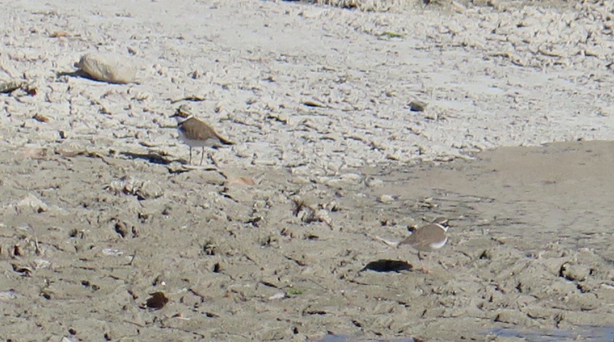 Corriere piccolo - ML632971039