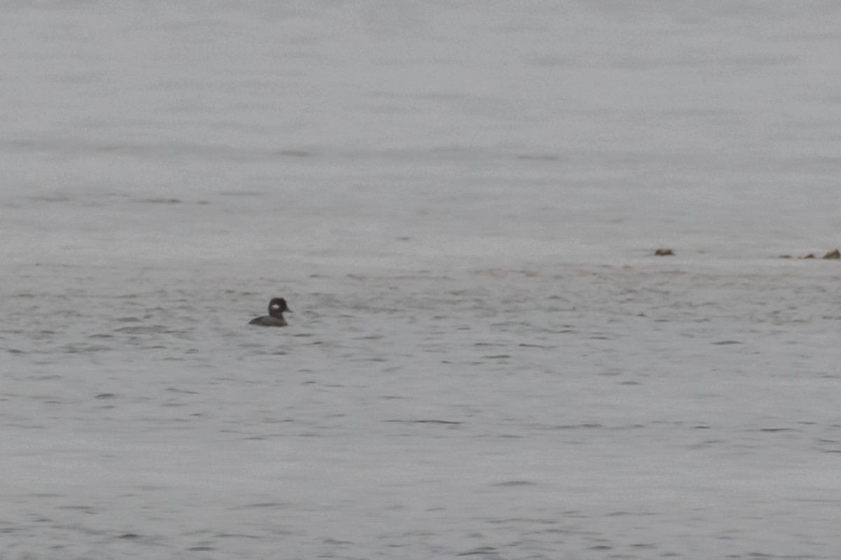 Bufflehead - ML632971042