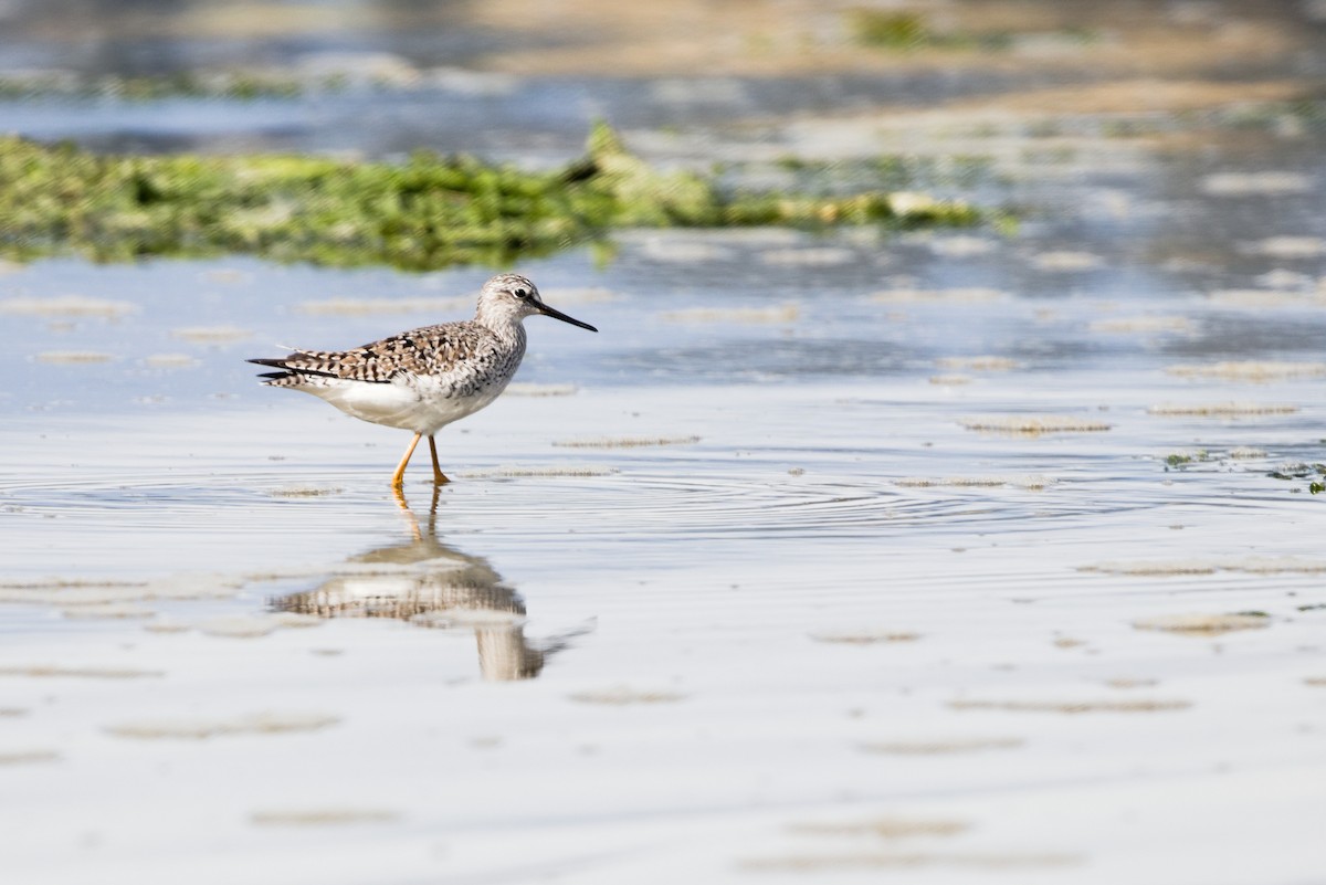Greater Yellowlegs - ML632971062