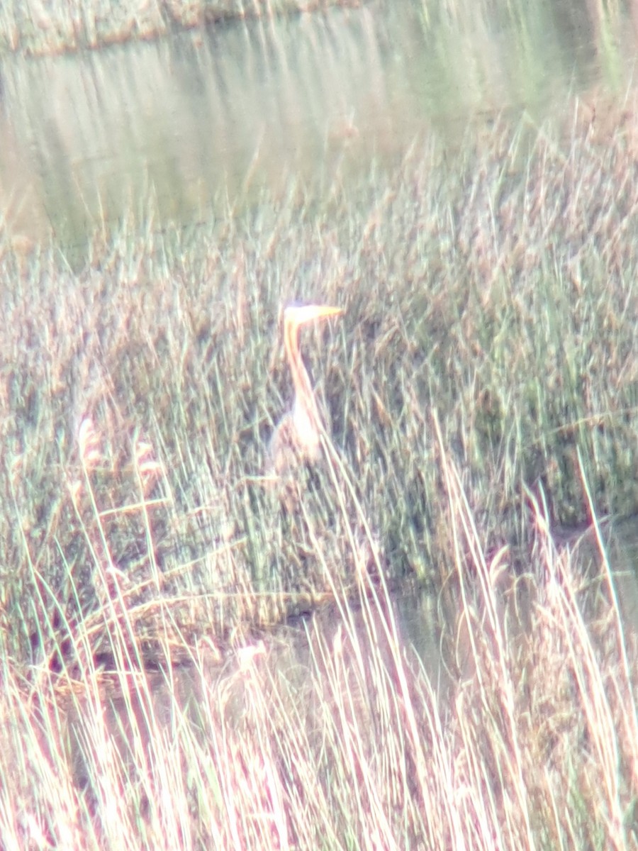 Зээрд дэглий - ML632971064