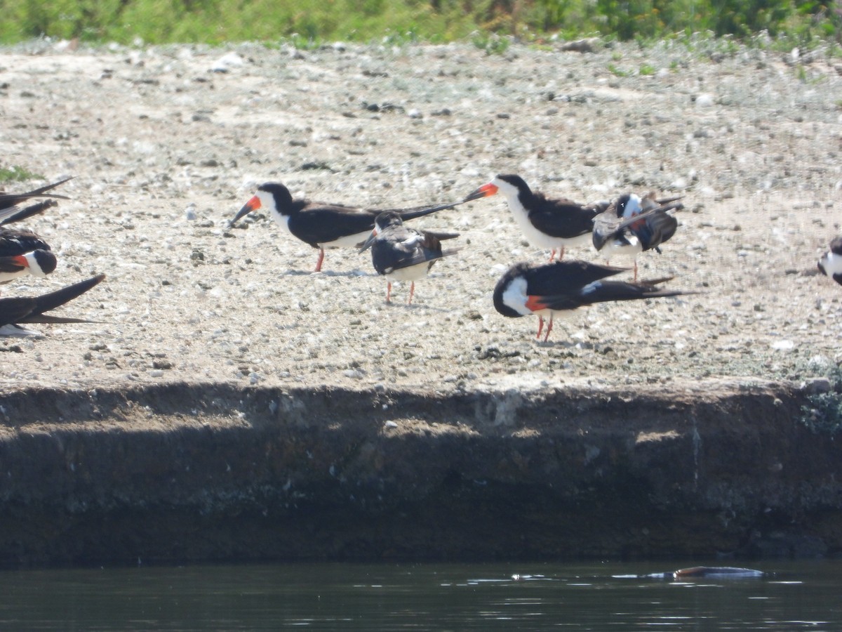 zoboun americký - ML632971081