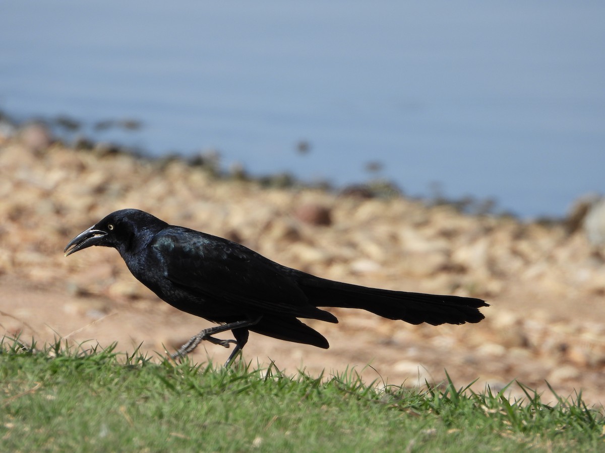 Great-tailed Grackle - ML632971085