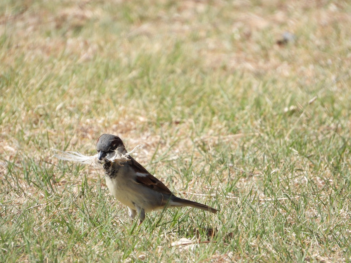 Оронгийн бор шувуу - ML632971103