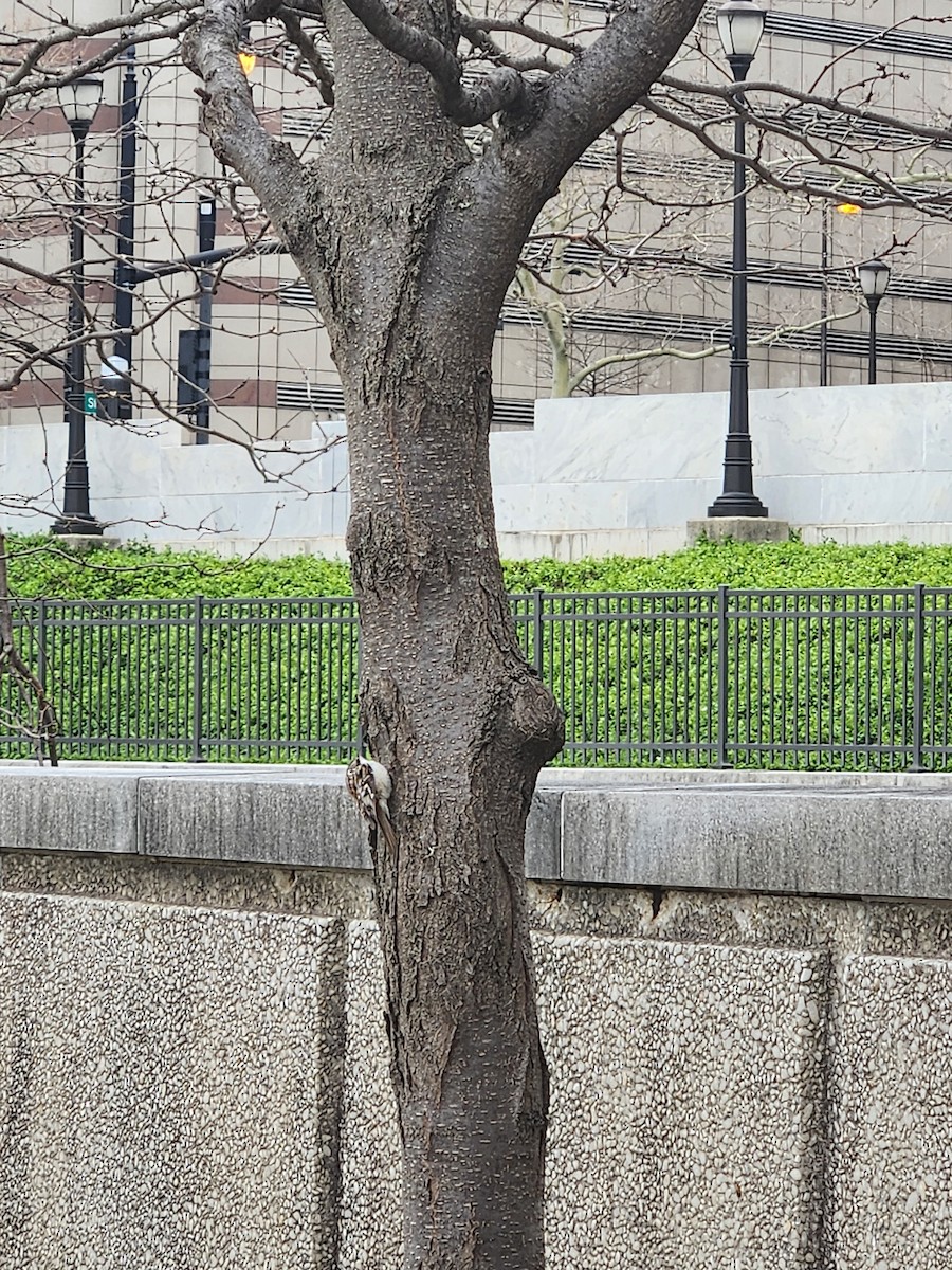 Brown Creeper - ML632971117