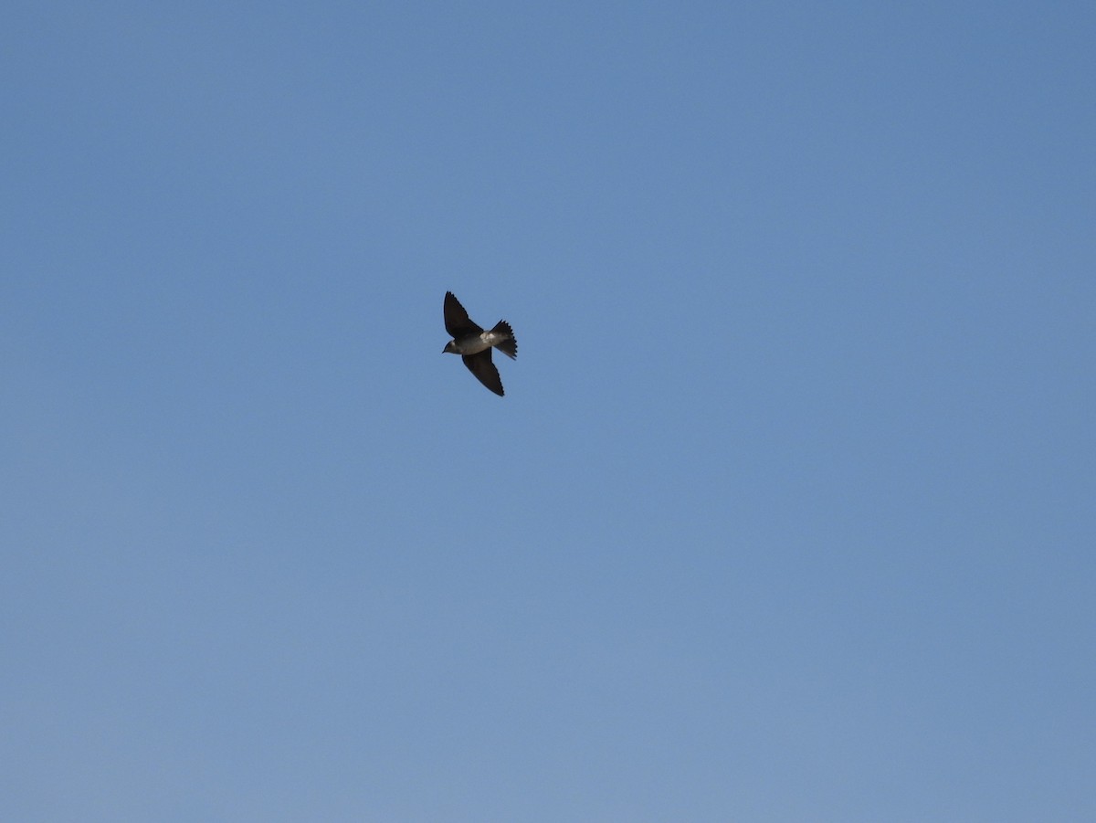 Purple Martin - ML632971132