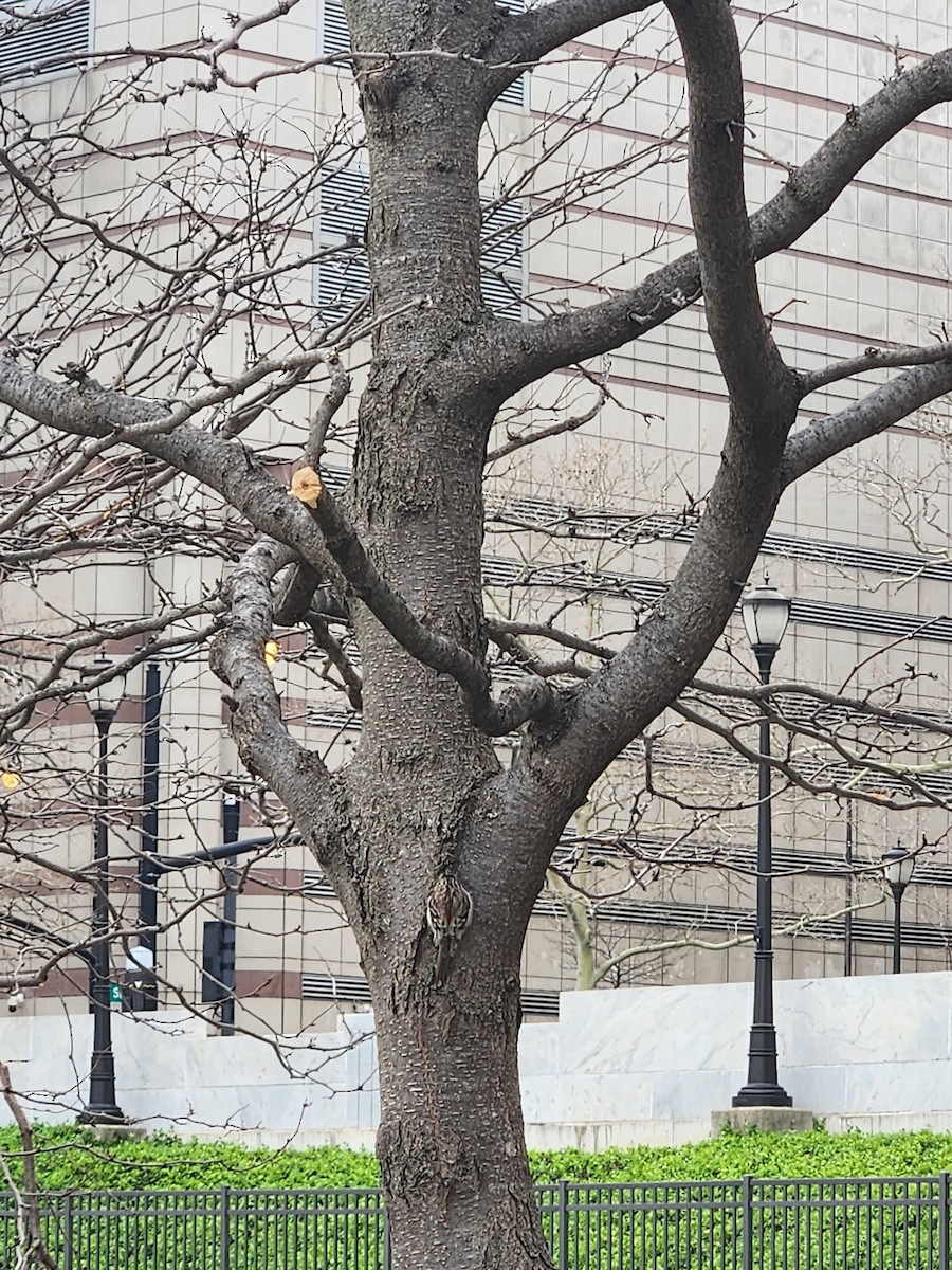 Brown Creeper - ML632971139