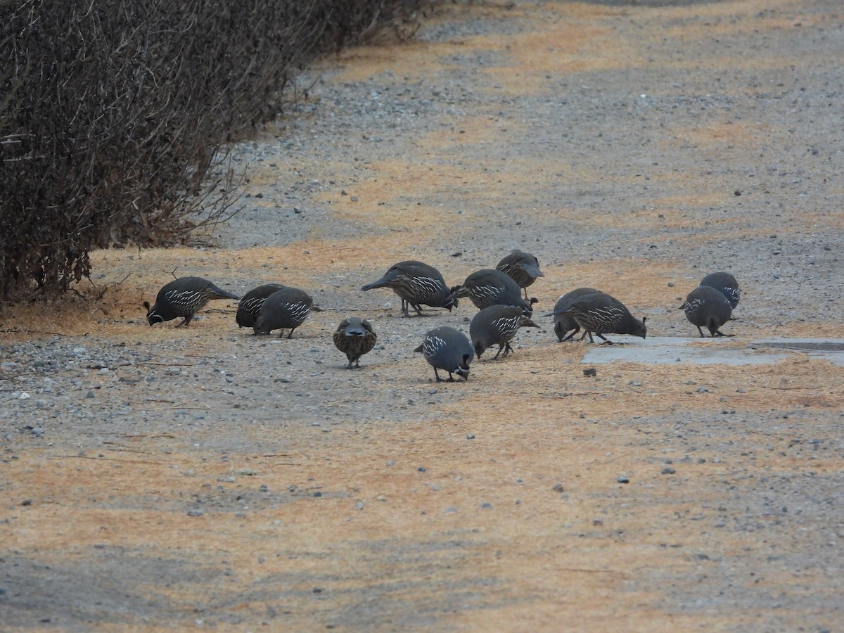 křepel kalifornský - ML632971142