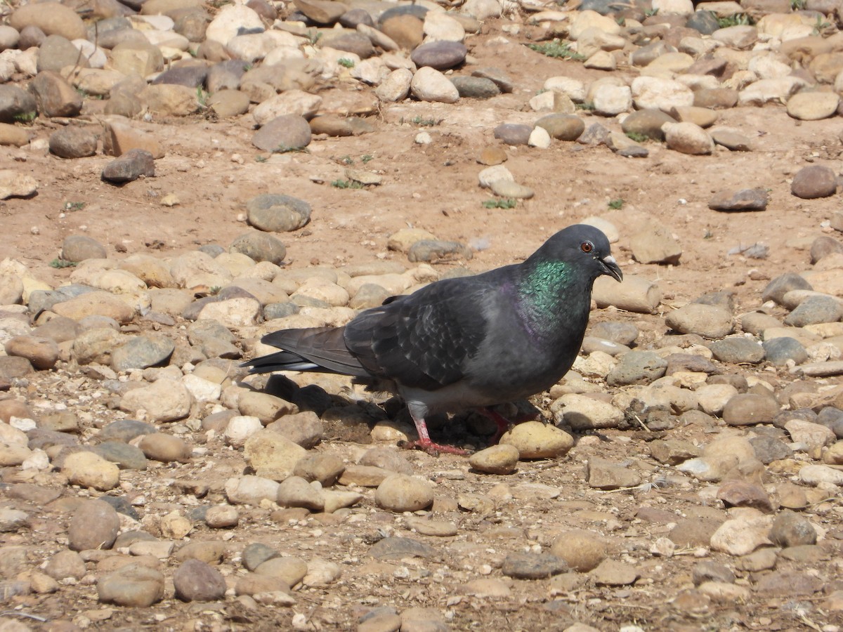 Хөхвөр тагтаа (суурин газрын) - ML632971147