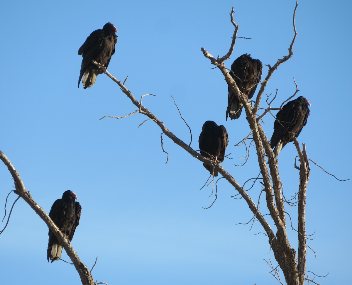 Turkey Vulture - ML632971150