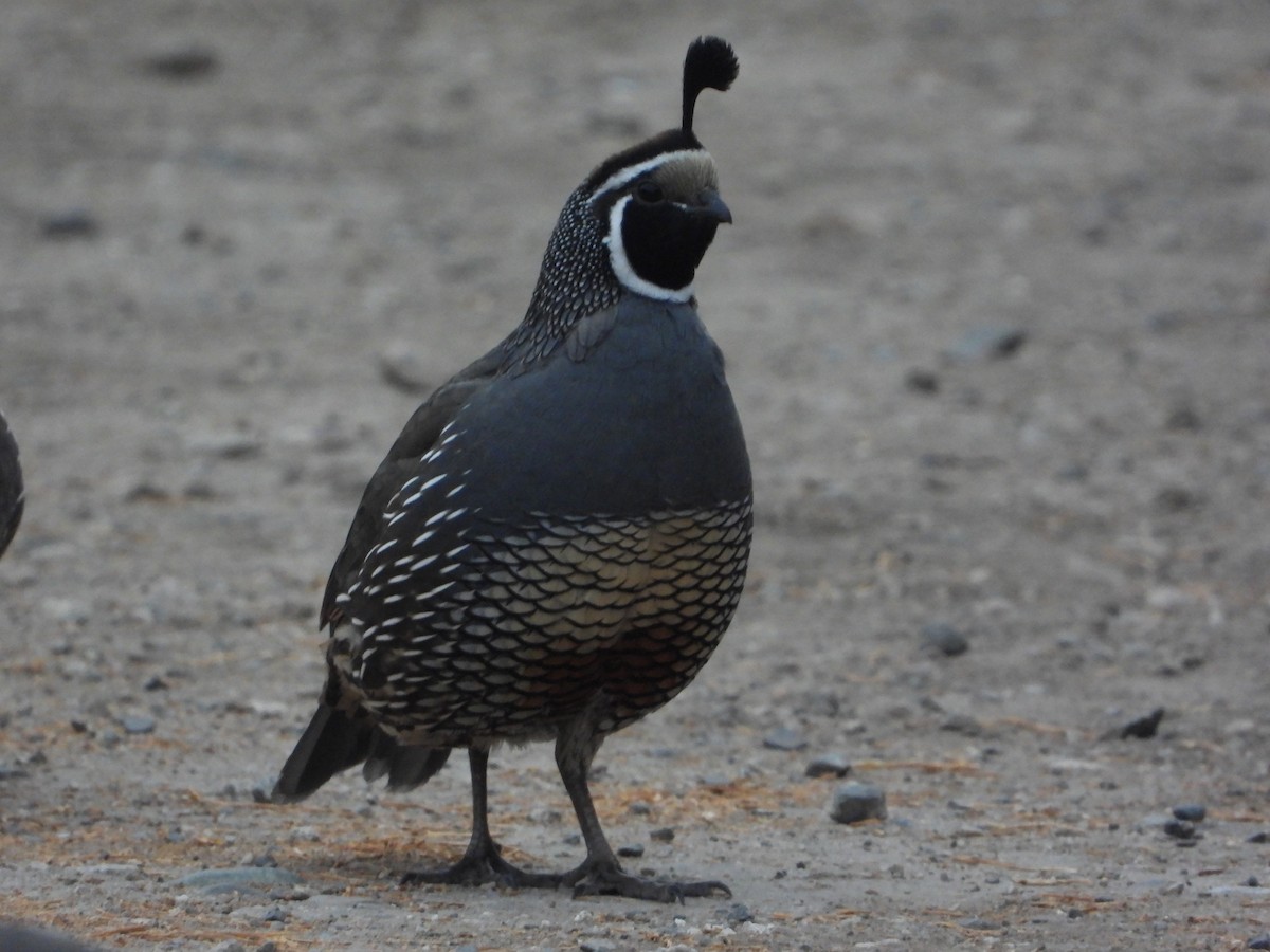 křepel kalifornský - ML632971154