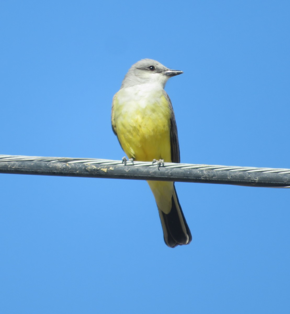 Western Kingbird - ML632971192
