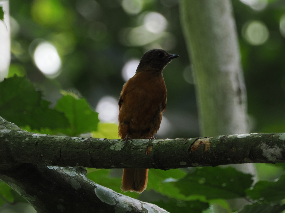 Rufous Flycatcher-Thrush - ML632971257