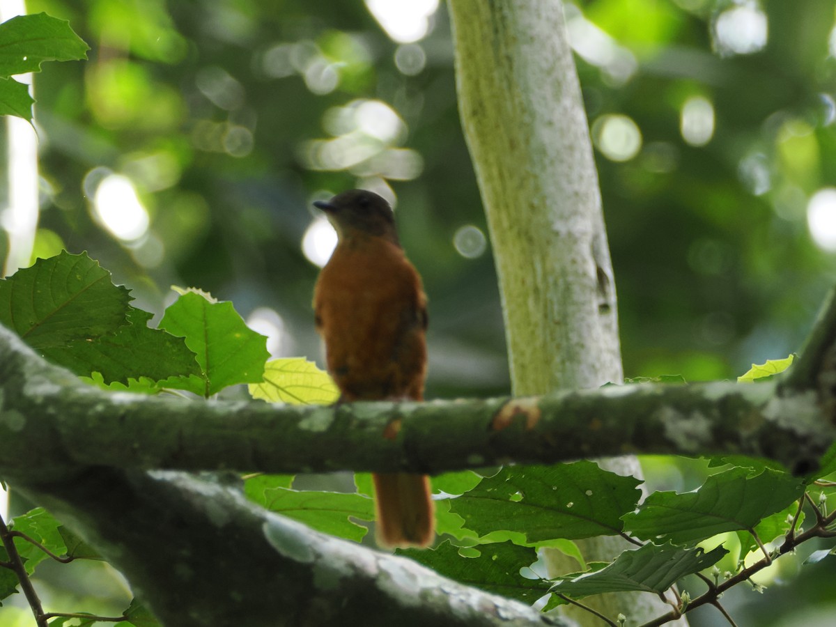 Rufous Flycatcher-Thrush - ML632971258