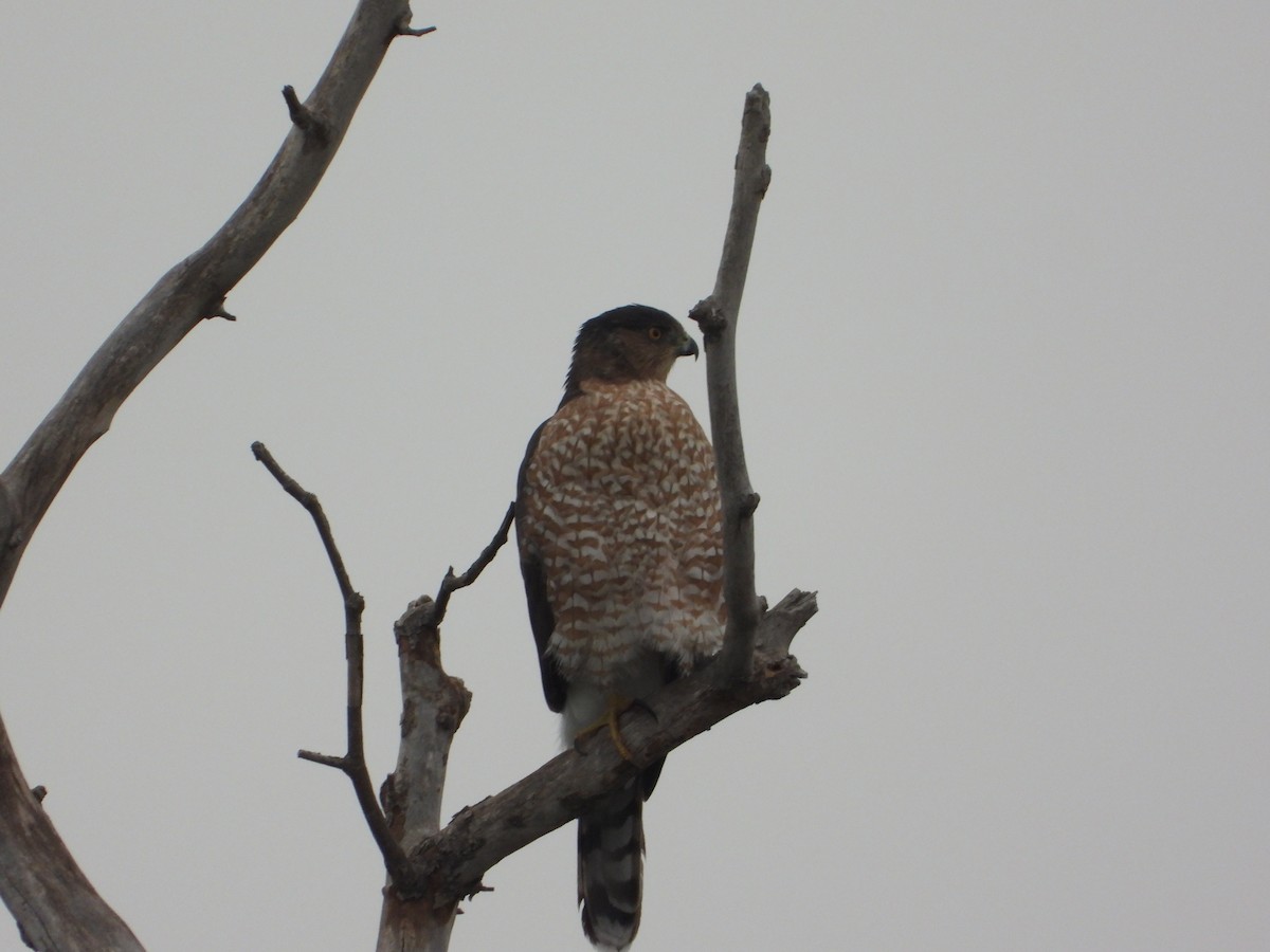 jestřáb americký - ML632971266