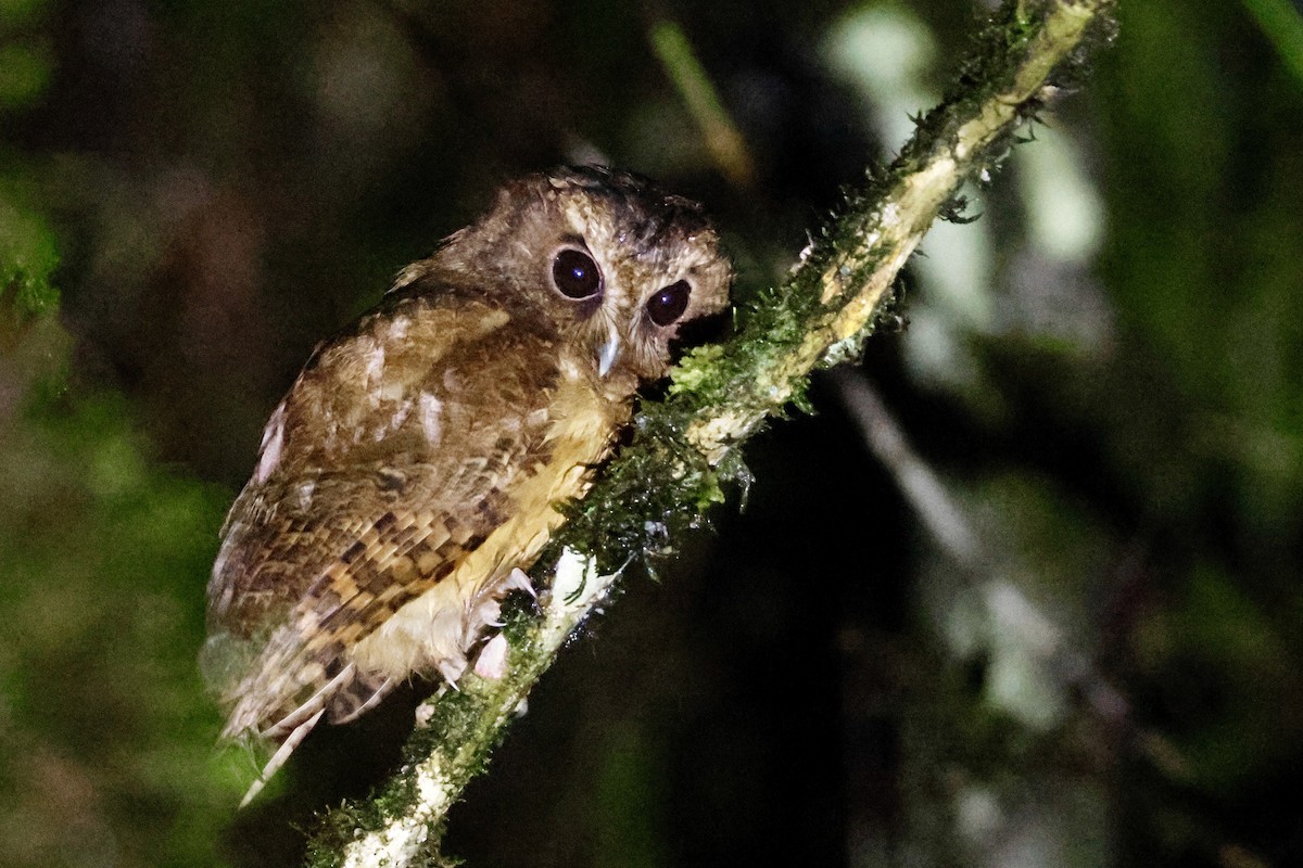 Cinnamon Screech-Owl - ML632971273