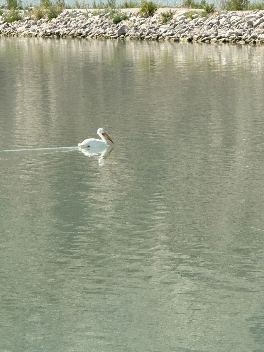 Pélican d'Amérique - ML632971298