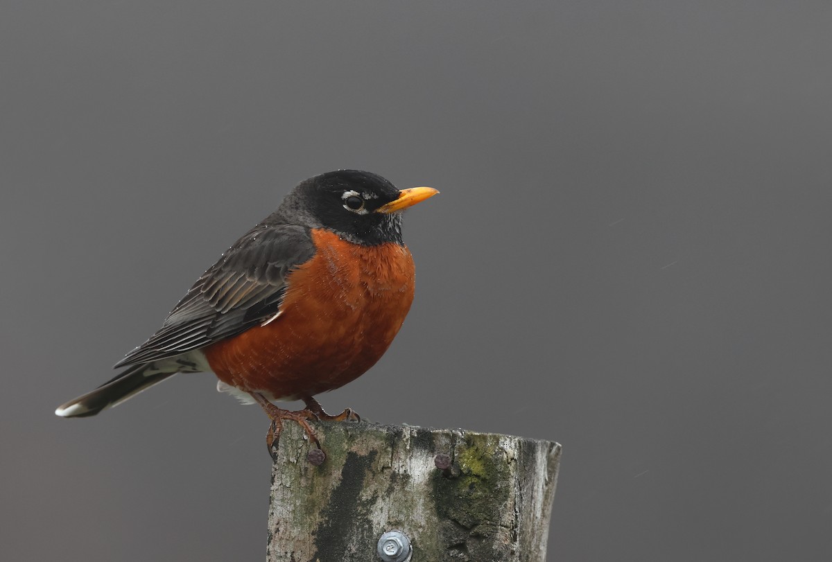 American Robin - ML632971312