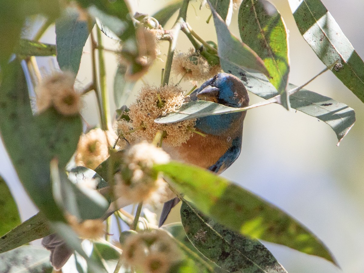 Lazuli Bunting - ML632971321