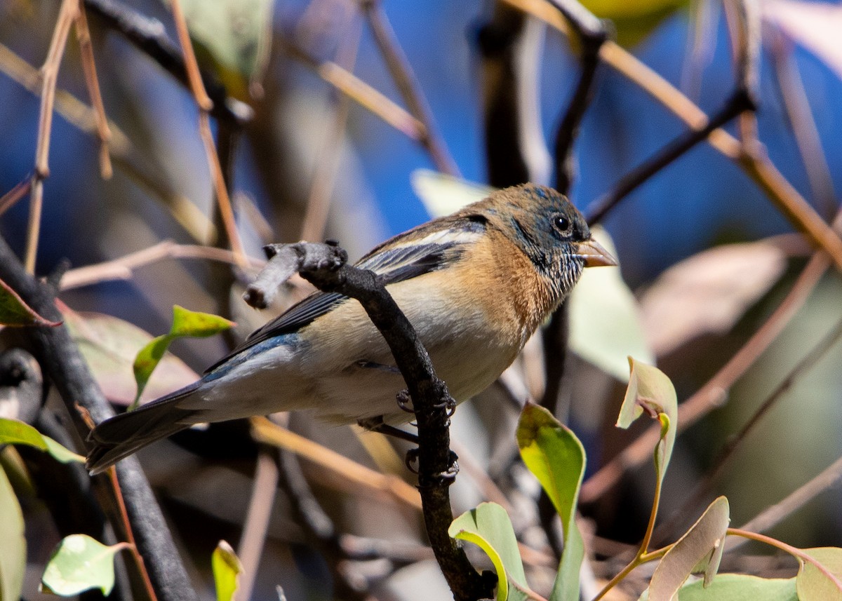 Lazuli Bunting - ML632971322