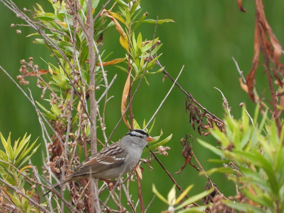 strnadec bělopásý - ML632971323