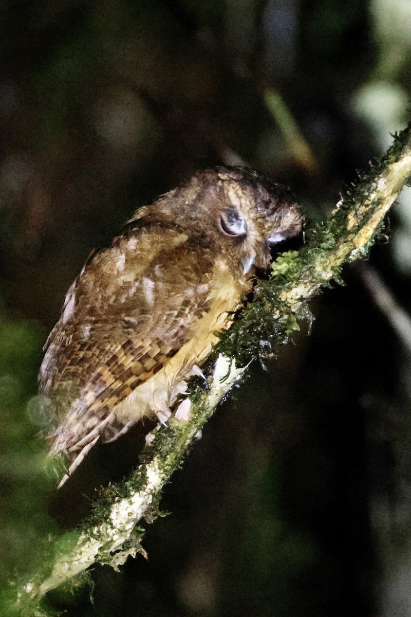 Cinnamon Screech-Owl - ML632971325