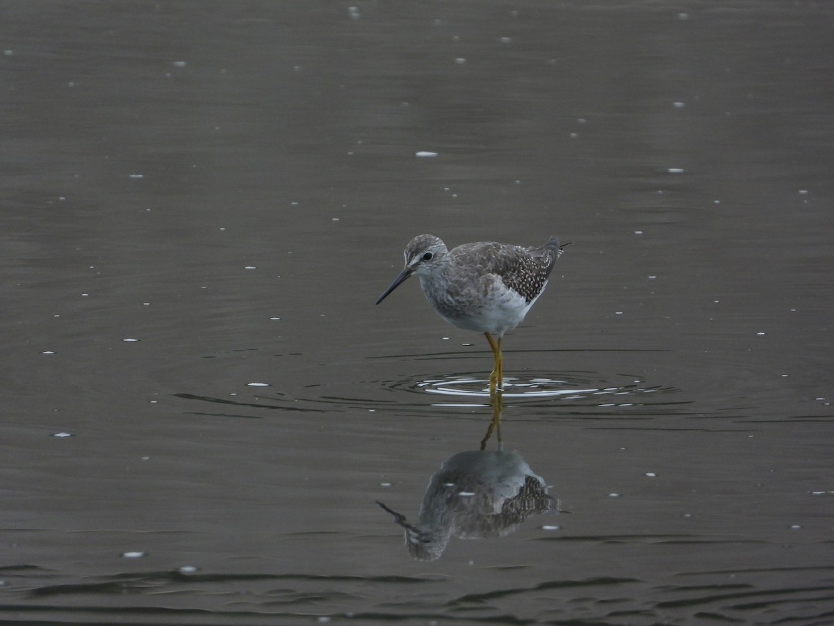 vodouš velký - ML632971346