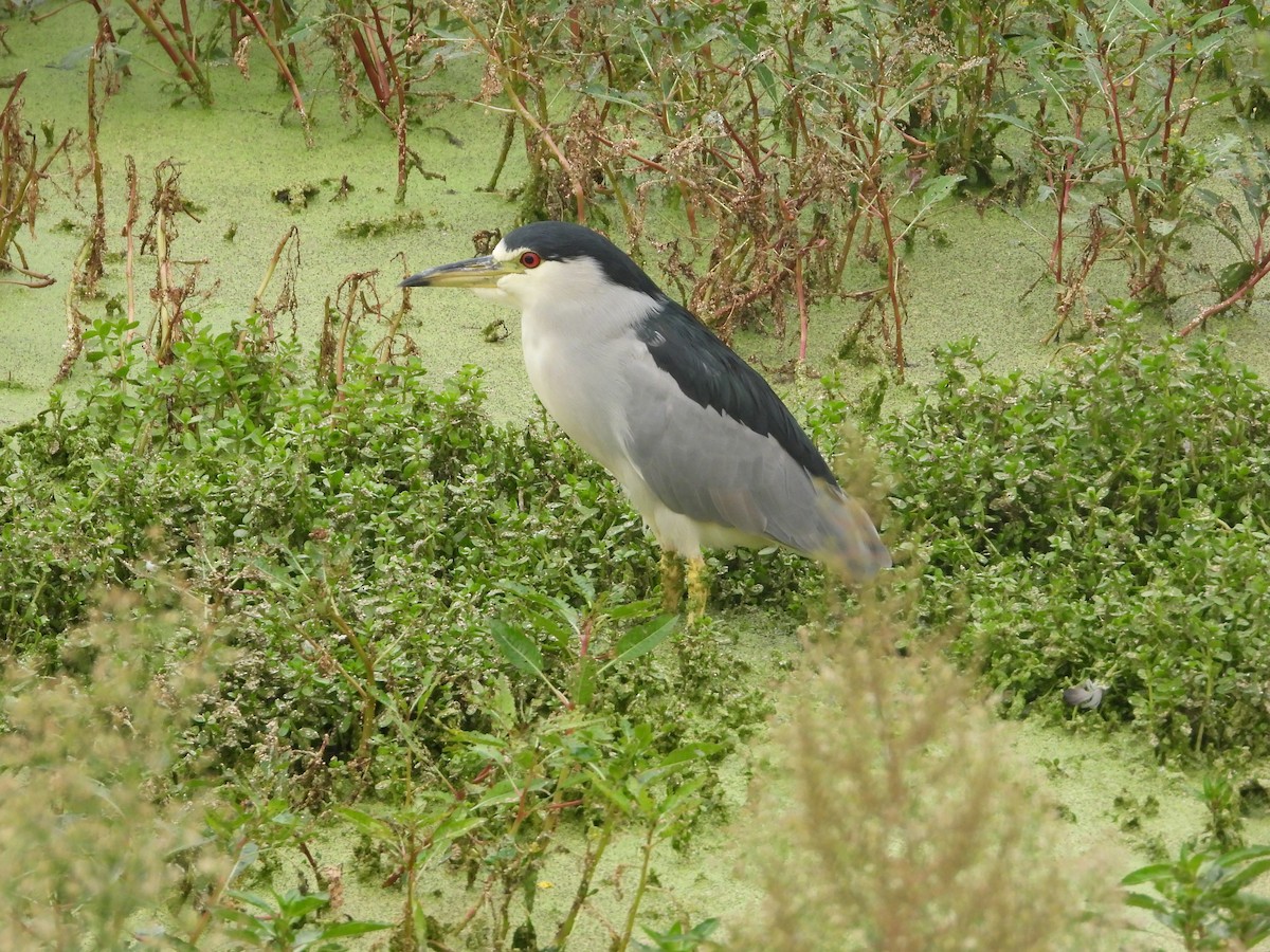 kvakoš noční - ML632971416