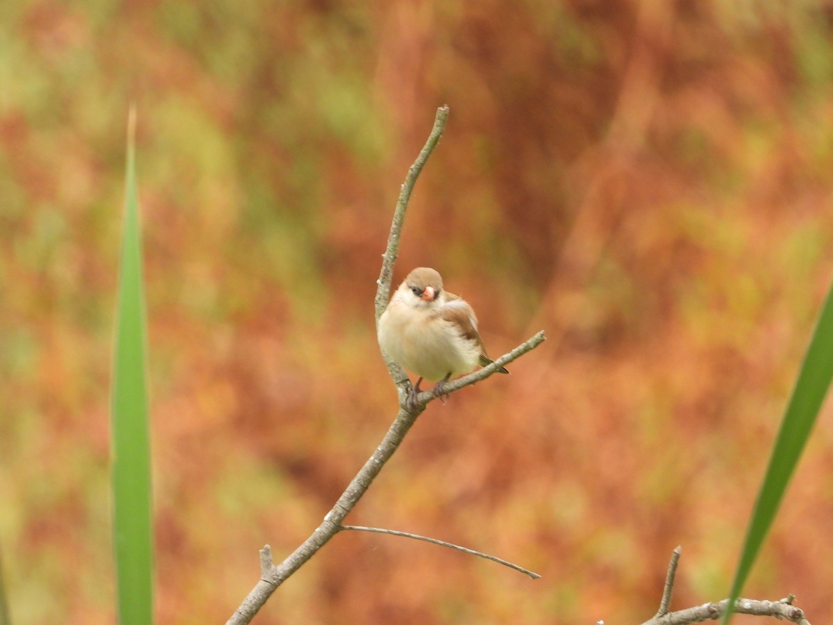 vdovka černobílá - ML632971486