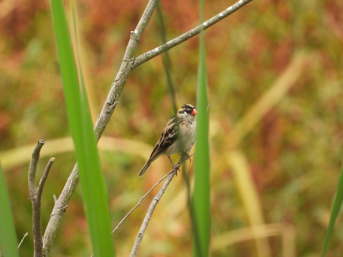 vdovka černobílá - ML632971494