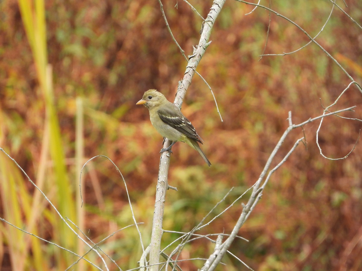 Western Tanager - ML632971524