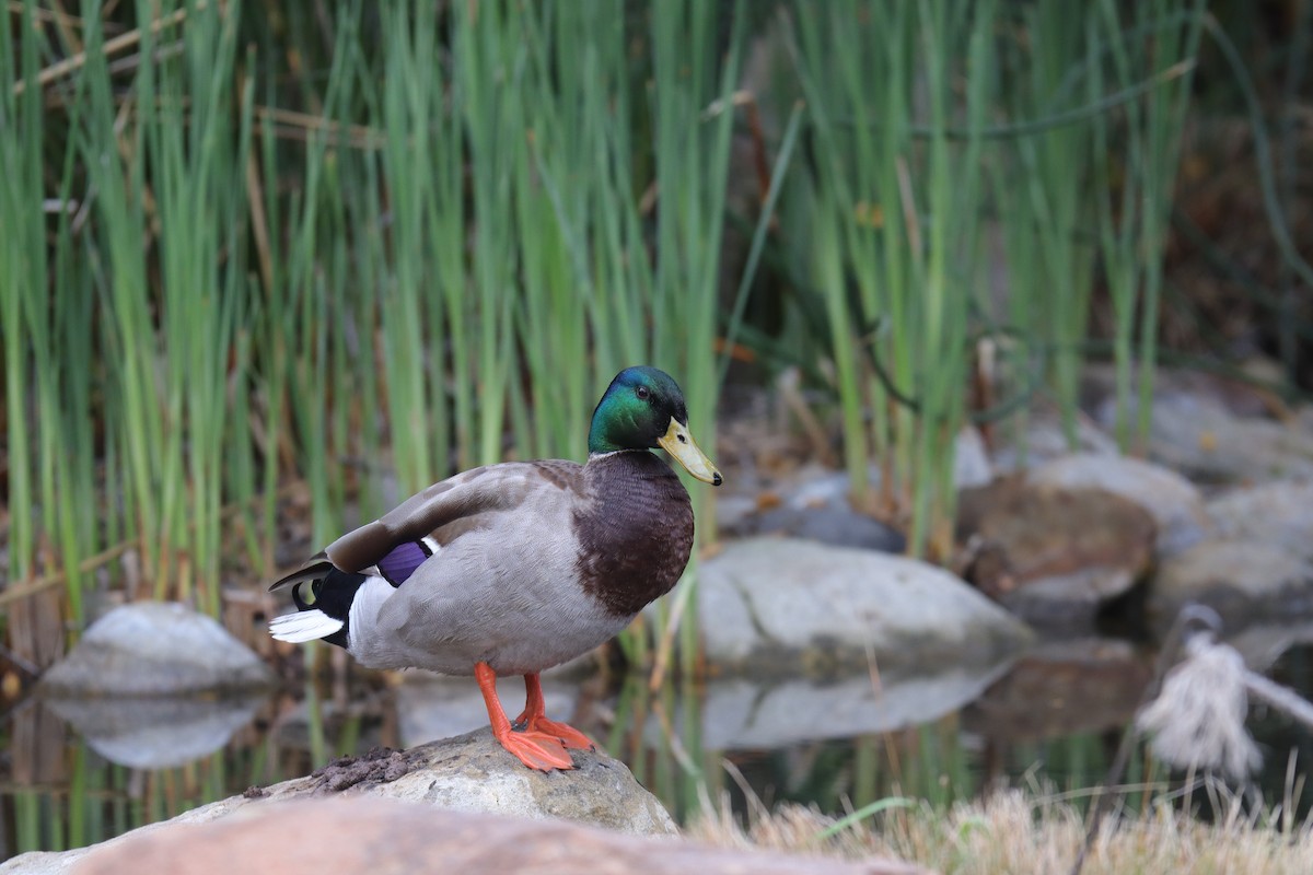Mallard - ML632971534