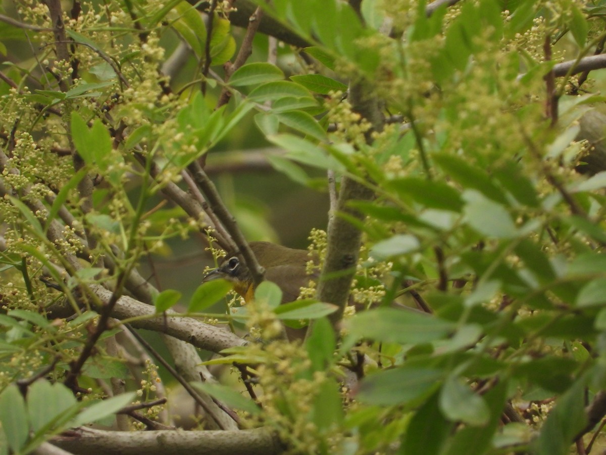 lesníček žlutoprsý - ML632971575