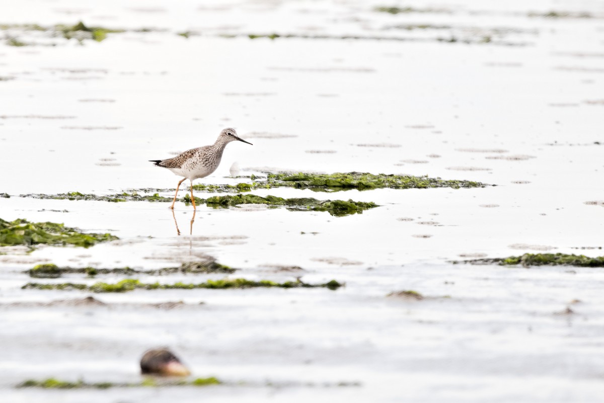 Lesser Yellowlegs - ML632971588