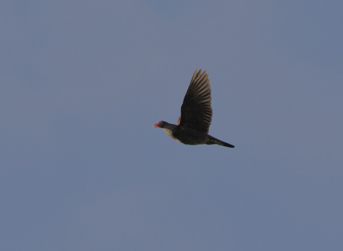 Scaled Pigeon - ML632971689