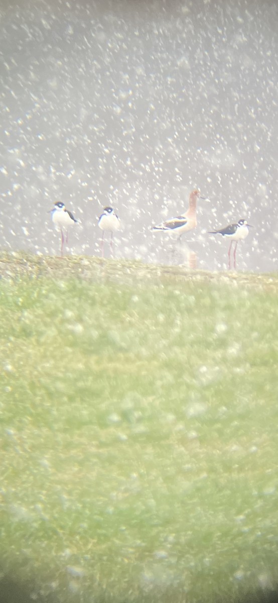 Black-necked Stilt - ML632971692