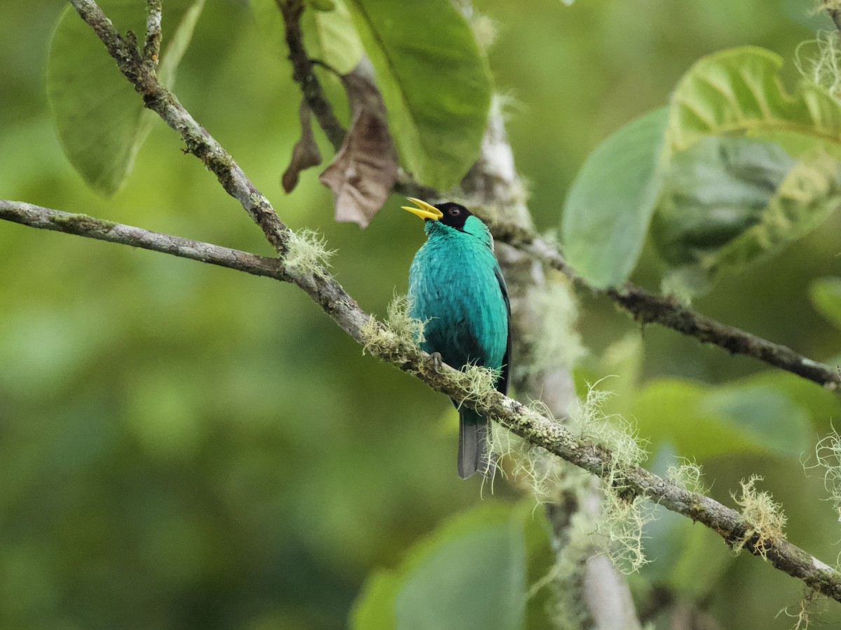 Green Honeycreeper - ML632971701