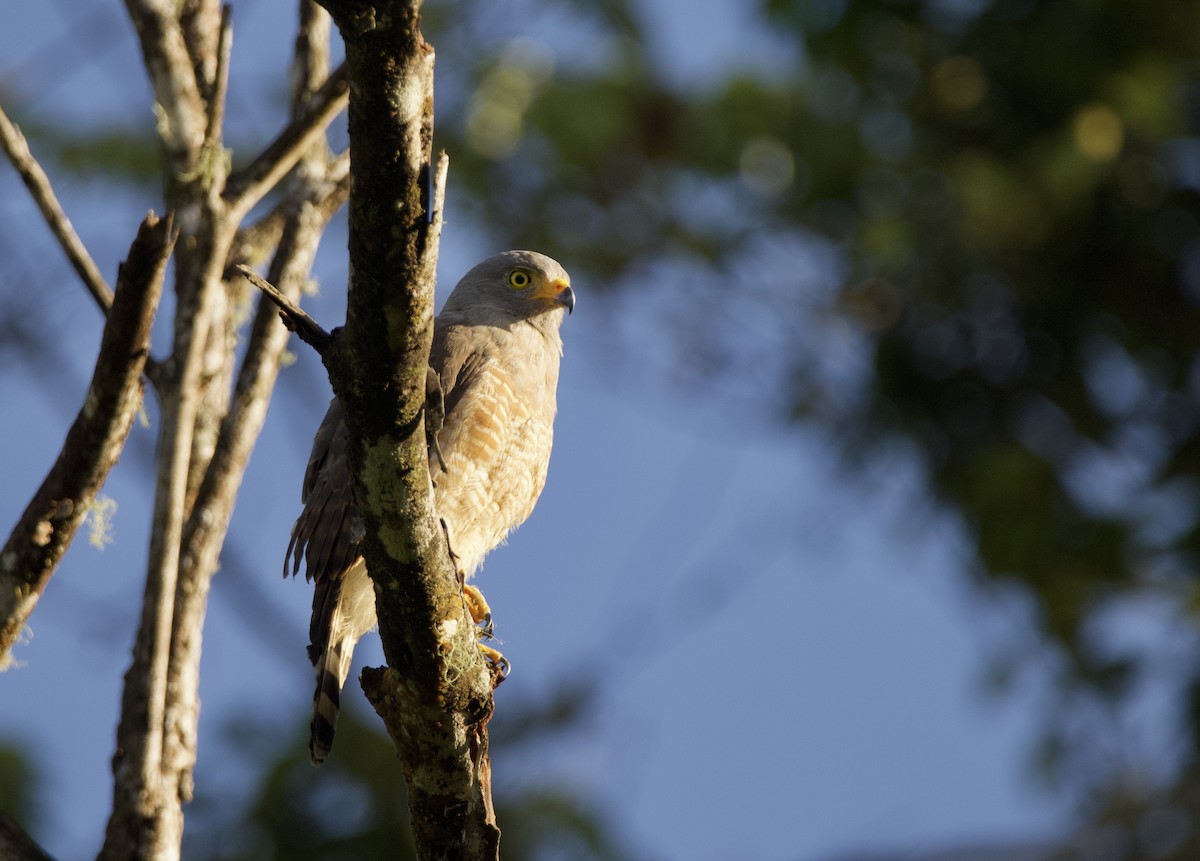 Roadside Hawk - ML632971710