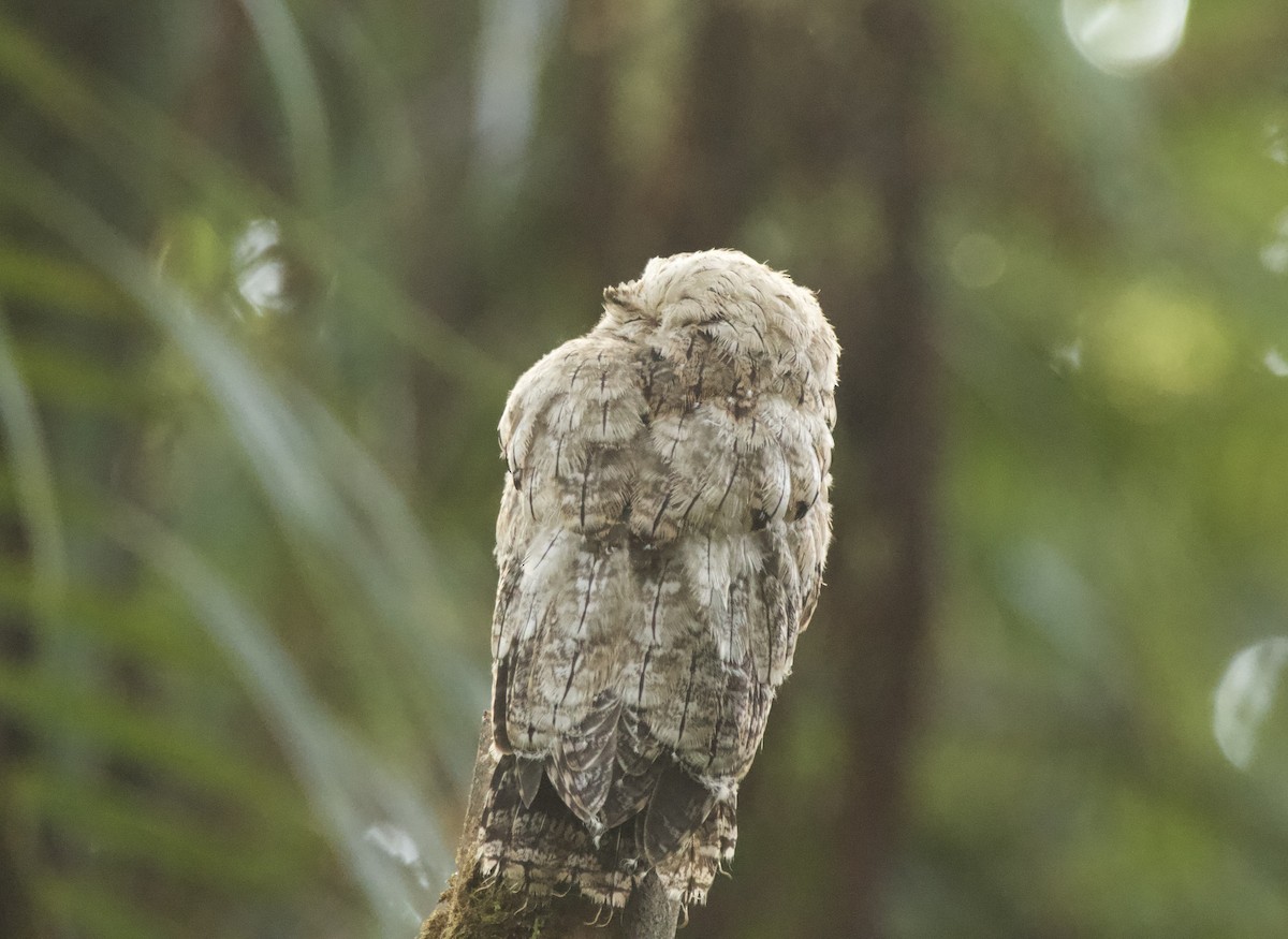 Common Potoo - ML632971739
