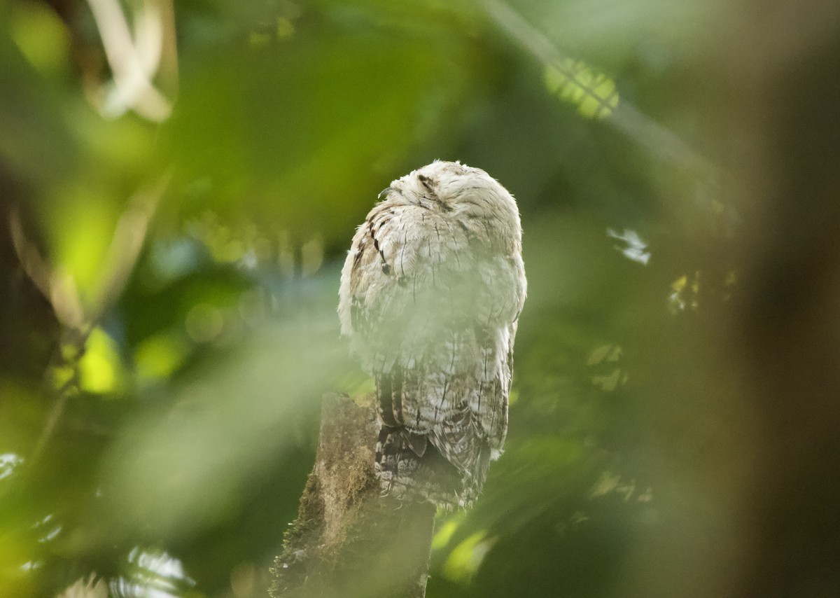Common Potoo - ML632971741
