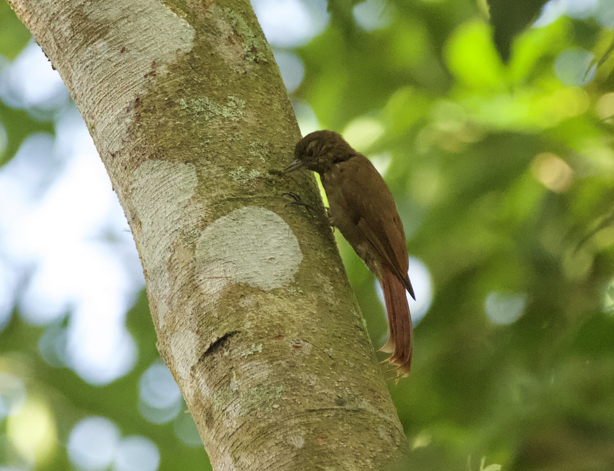 Wedge-billed Woodcreeper - ML632971756