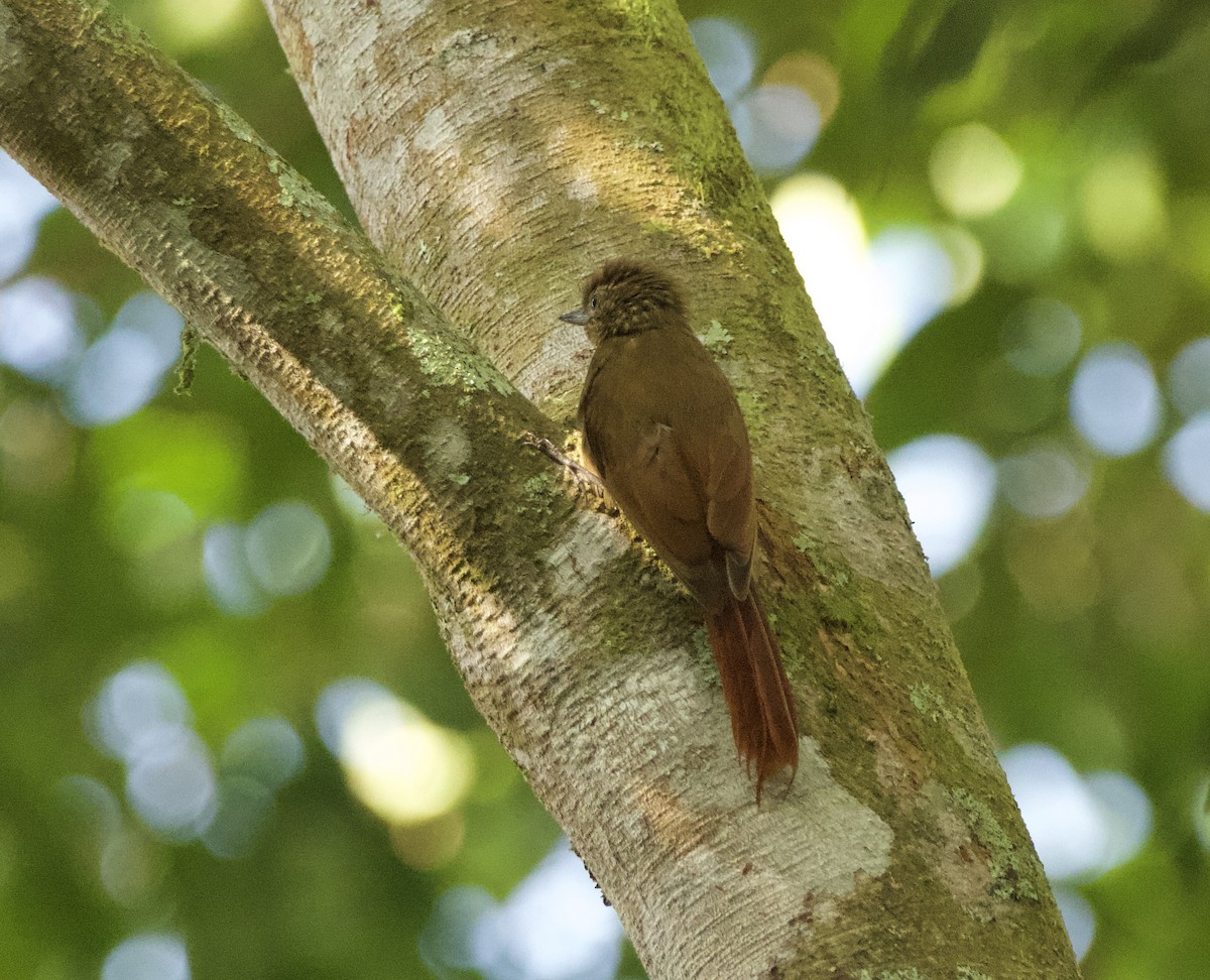 Wedge-billed Woodcreeper - ML632971757