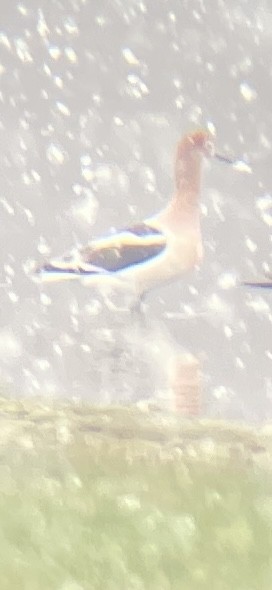 American Avocet - ML632971759