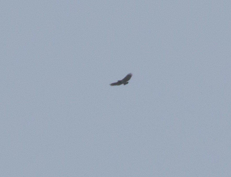 Barred Hawk - ML632971811