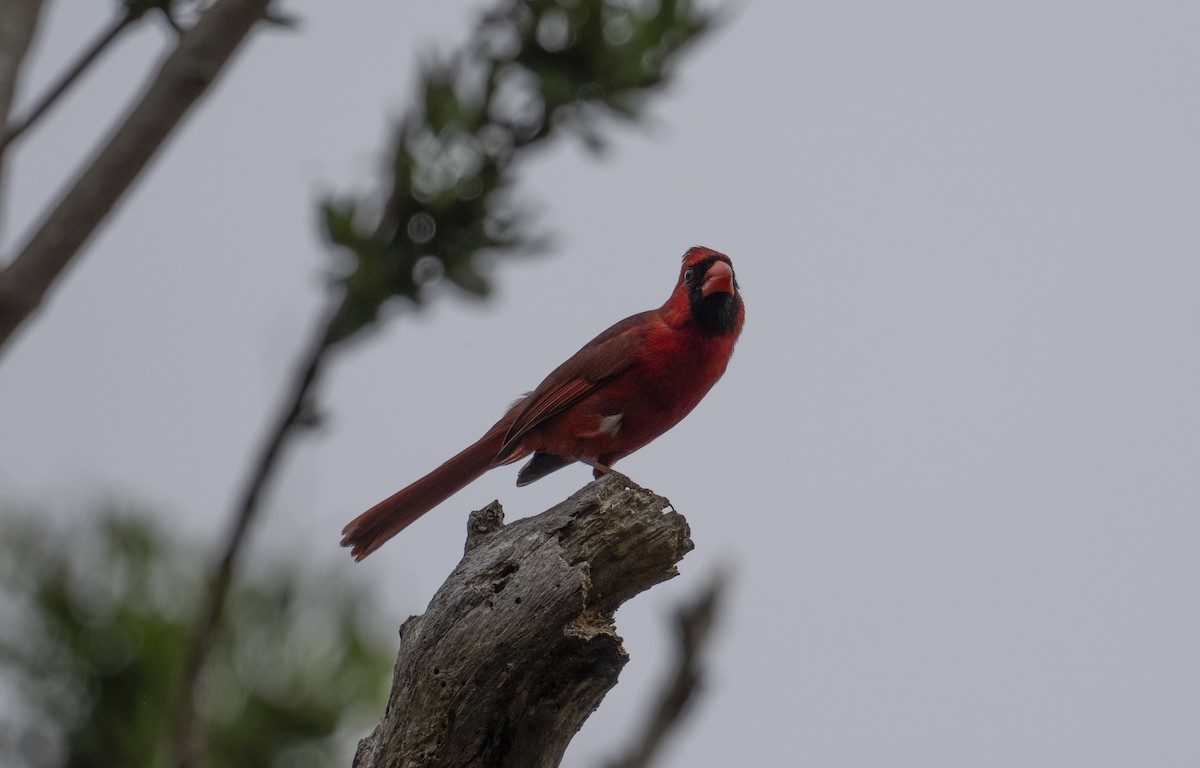 Cardinal rouge - ML632971824
